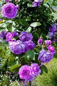 TREPADOR LILA PERFUMADO