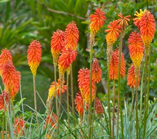 KNIPHOFIA