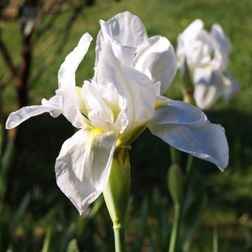 LIRIO BLANCO