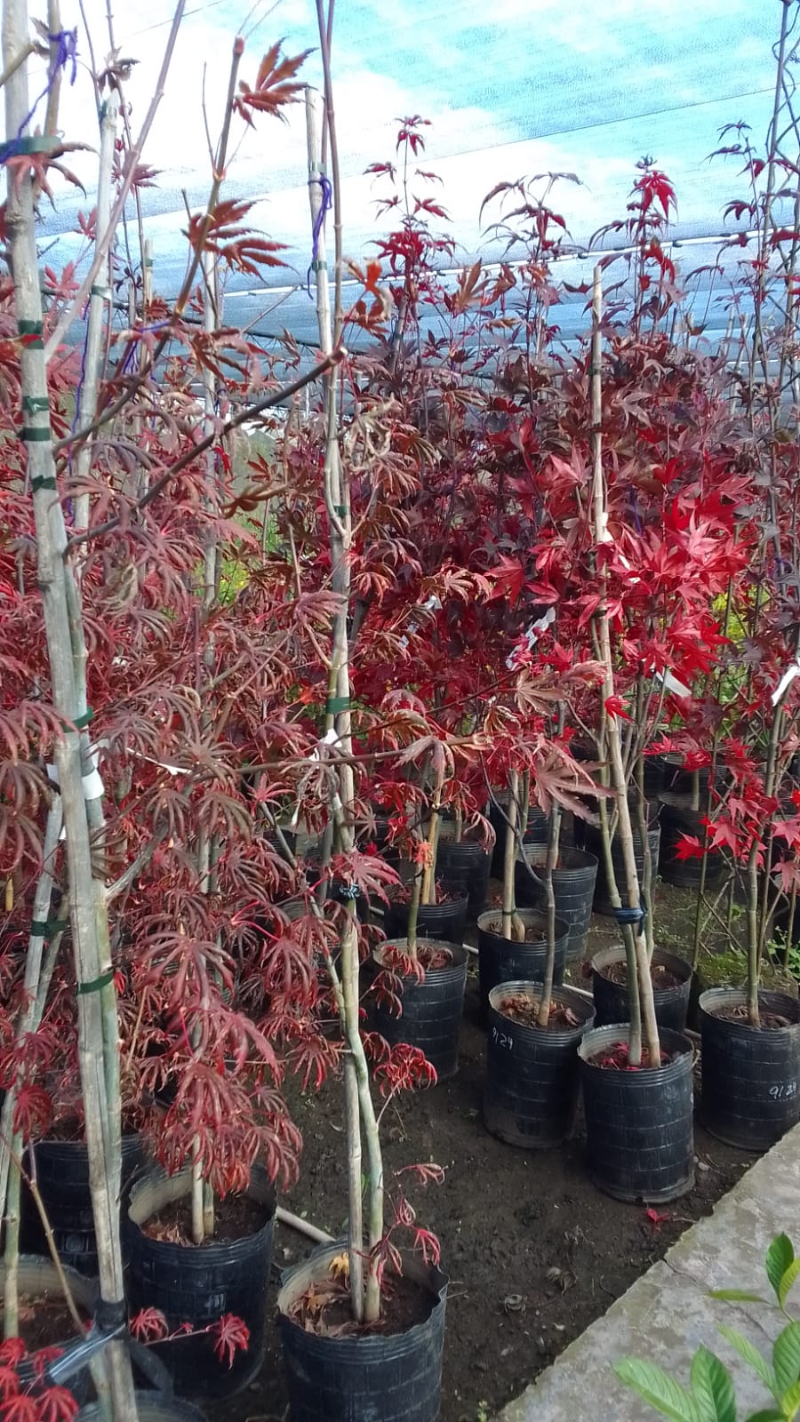 ACER ANTROPURPUREA 2 M.