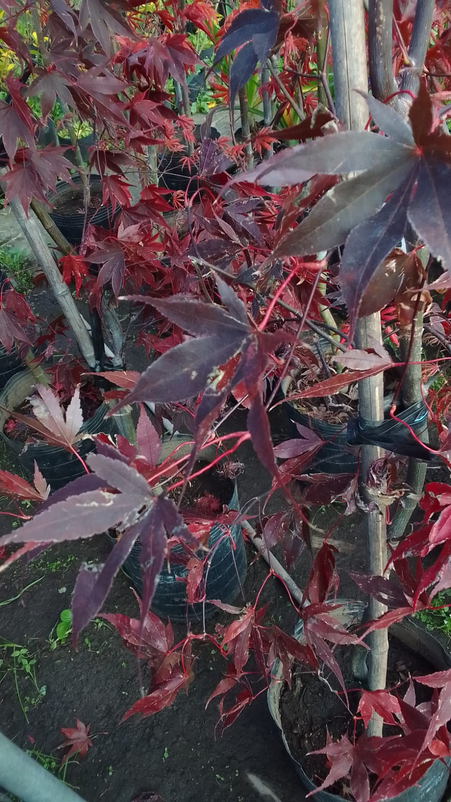 ACER ANTROPURPUREA: VARIEDADES