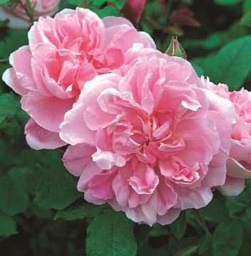 COTTAGE ROSE