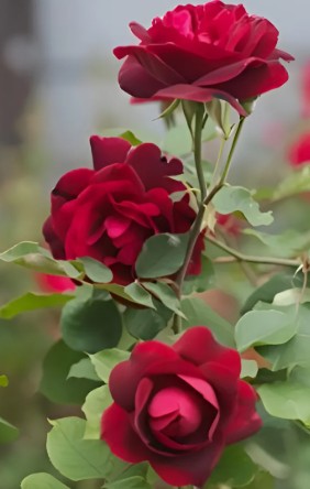 PROMO 4 ROSAL TREPADOR ROCOCÓ ROJO TERCIOPELO