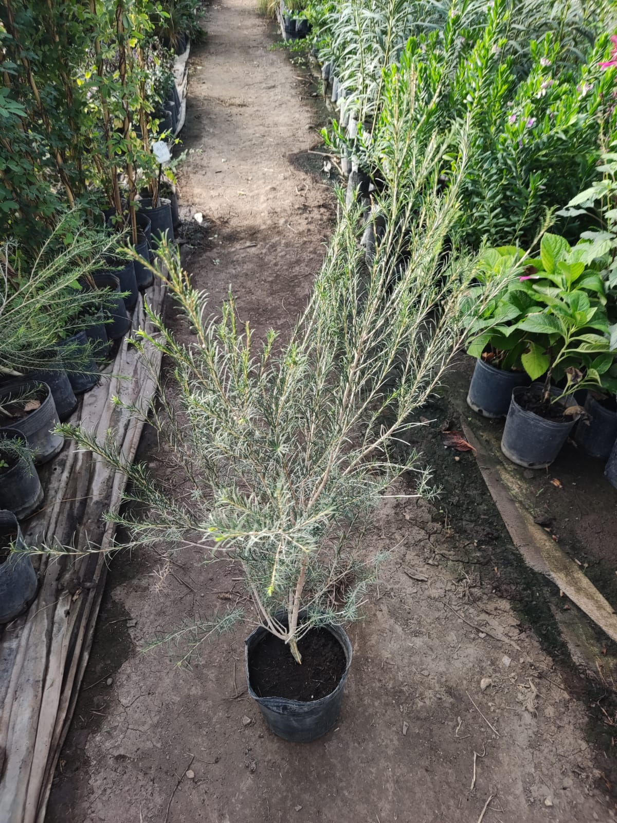 PROMO 5 CERCO VIVO DE MALALEUCA