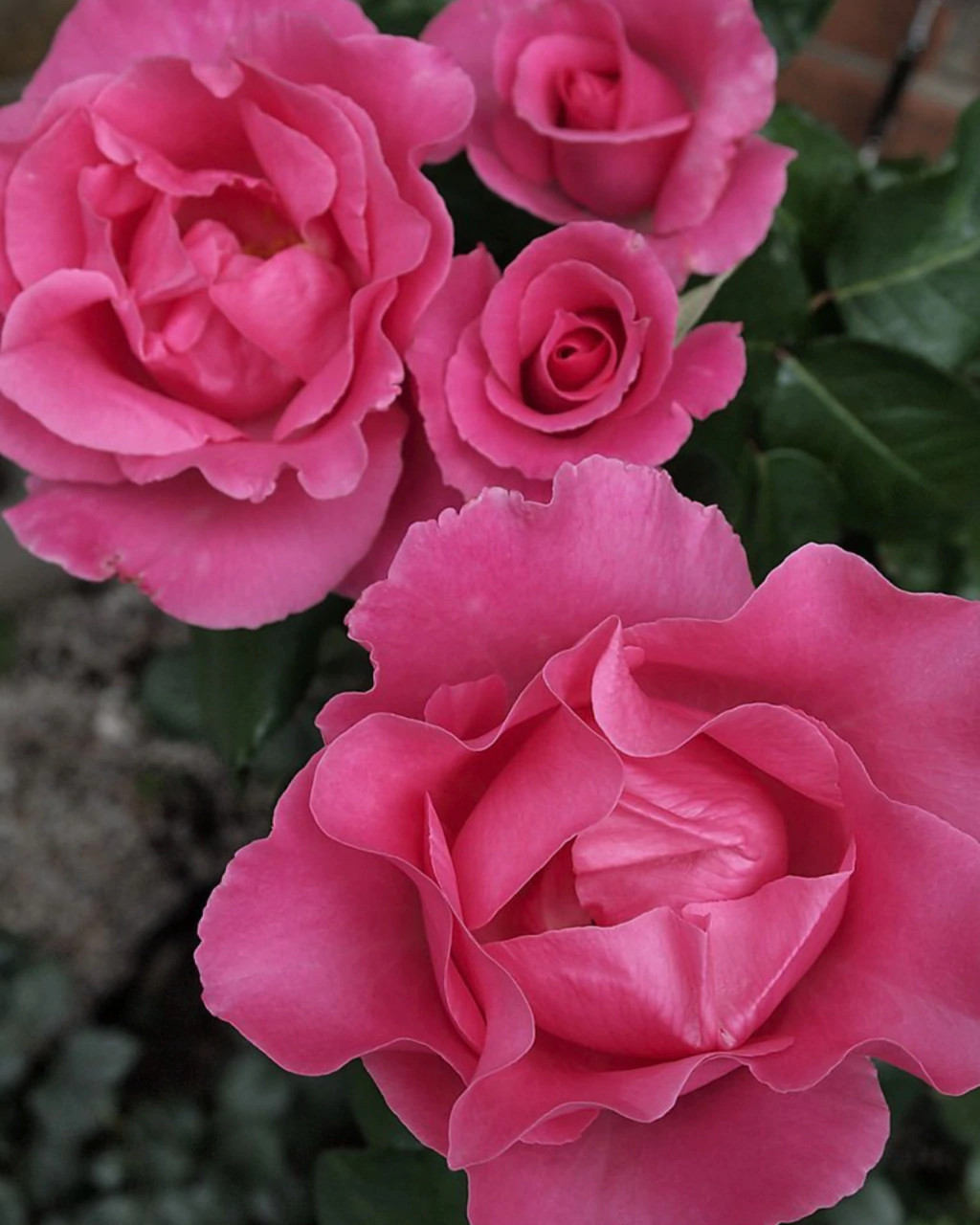 THE MAC CARTNEY ROSE